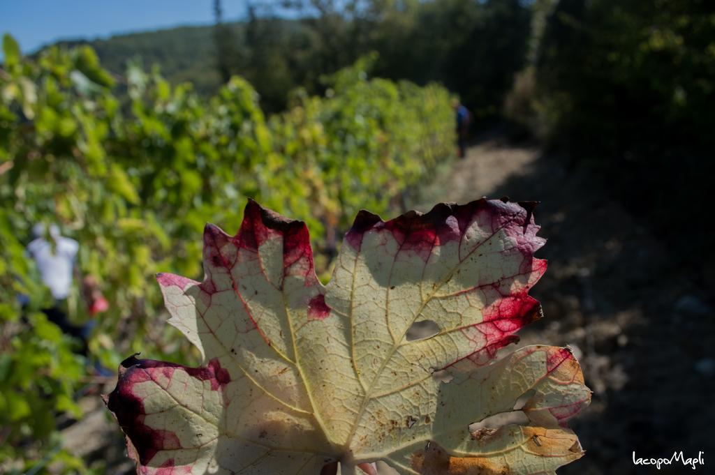 Agriturismo Montecorboli Barberino di Val dʼElsa المظهر الخارجي الصورة